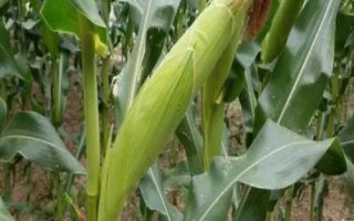 勁單3號(hào)玉米種子特征特性，畝植密度3000株左右