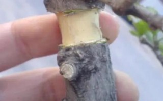 曼陀羅有沒有毒，曼陀羅有劇毒