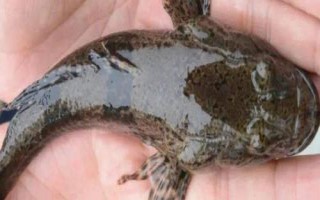 什么是呆子魚，通常指沙塘鱧、也叫土才魚