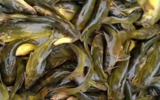 養(yǎng)殖黃辣丁的池塘條件，水深達(dá)到1.5-2米左右、淤泥厚度不超過20厘米