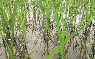 廣8優(yōu)2156水稻種簡介，全生育期141天