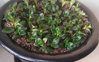 金魚吊蘭簡介，屬多年生草本植物