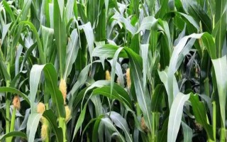 膠玉1號玉米種子特點，夏播生育期105天