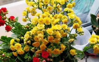 長壽花與巴黎長壽的區(qū)別，前者較高且分杈多、后者較矮且分杈少