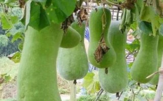 種植砍瓜的要點(diǎn)，結(jié)瓜期要進(jìn)行人工授粉