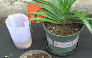 蘆薈需要經(jīng)常澆水嗎，澆水頻率與季節(jié)還有溫度有關系