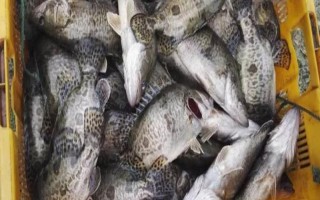 桂魚吃什么食物，主要以動(dòng)物性食物為主