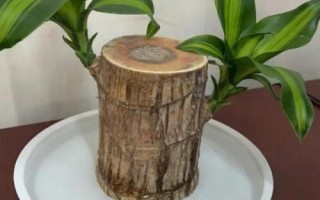 怎么養(yǎng)巴西木樹樁，可土養(yǎng)也可水養(yǎng)