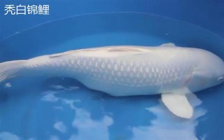 黑色錦鯉魚的其它叫法，別稱烏鯉是錦鯉中的原始品種