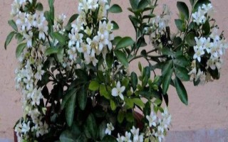 九里香如何養(yǎng)殖，養(yǎng)殖時應用排水性好的沙質(zhì)土