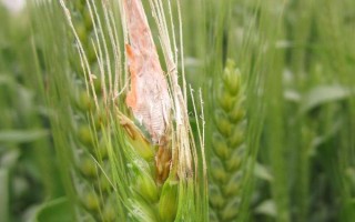 小麥赤霉病的癥狀，會引起苗腐、穗腐、莖基腐等