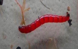 紅蟲拉餌可以用拉絲粉做嗎，可以但效果不如紅蟲伴侶