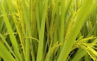 龍慶稻38號(hào)水稻種子特征特性，普通粳稻品種