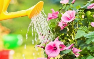 養(yǎng)花如何澆水，以下6個(gè)原則要謹(jǐn)記