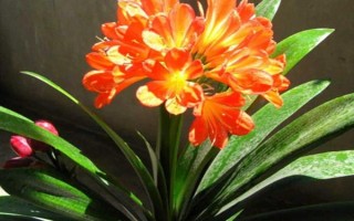 達(dá)木蘭怎么養(yǎng)殖，每天要曬光5小時(shí)左右