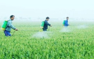 復(fù)合肥是直接撒還是溶水使用，通常采取條施或者是穴施