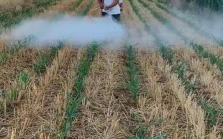怎么提高微生物農(nóng)藥的藥效，在25-30℃的氣溫下打藥可增強(qiáng)藥效