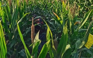安農(nóng)591玉米種介紹，種植密度為每畝4000株