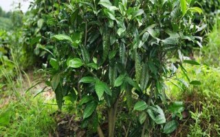 茶葉樹的種植技術(shù)，施肥以多次少許為主