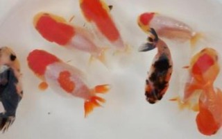 蘭壽魚的養(yǎng)殖方法，要定期換水