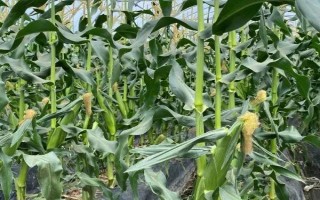 春玉米的巧種植方法，推廣種植密度每畝4000-4500株