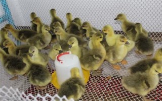 飼養(yǎng)雛鵝要注意什么，放在環(huán)境良好的育雛室內(nèi)養(yǎng)護