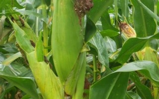 登海圣豐168玉米種簡(jiǎn)介，適宜密度為每畝5000株左右
