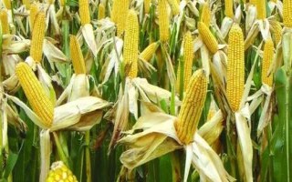 斯達(dá)糯47玉米種子介紹，該品種喜肥水