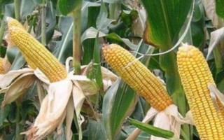 德利農(nóng)988玉米的特征特性，熟期比鄭單958晚1天