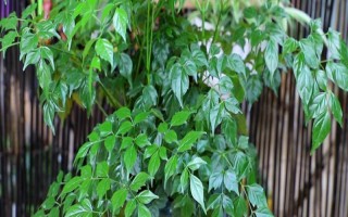幸福樹的擺放禁忌，不宜擺放在衛(wèi)生間旁