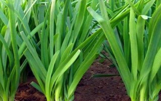 樹底下適合種什么菜，可以種生菜、菠菜、韭菜等