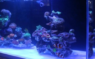 魚缸殺菌所用藥物，高錳酸鉀、二氧化氯經(jīng)常被使用