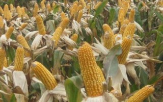 和育639玉米品種的特性，適宜播種期4月下旬至5月上旬