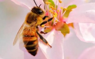 有關(guān)蜜蜂的知識(shí)，屬典型的有益昆蟲(chóng)