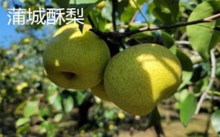 陜西省榆林市的特色水果，包括清澗紅棗和陜北山杏等種類