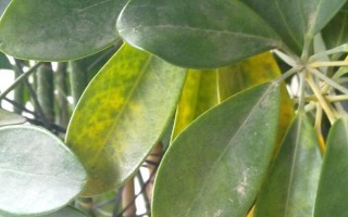 鵝掌木怎么養(yǎng)，每隔5-10天給植株澆水一次