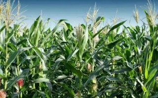 武科601玉米品種簡(jiǎn)介，高抗瘤黑粉病
