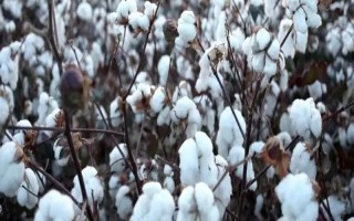 遼棉20號棉花品種簡介，4月25日-5月1日播種