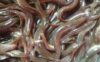 泥鰍會(huì)咬人嗎，當(dāng)生命受到了威脅也會(huì)咬人