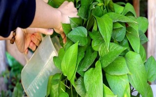 維生素c能澆哪些植物，可以澆綠蘿、茉莉花等