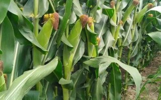 沈玉35號(hào)玉米種子特點(diǎn)，中抗莖基腐?。?-5級(jí)）