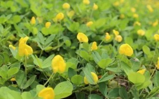 花生開花期要施什么肥料，初花期可追施硫酸鈣等肥料