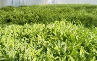 藜蒿能保存多長(zhǎng)時(shí)間，保存期大概在3-7天