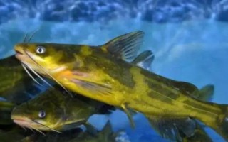 怎么防治黃顙魚疾病，需根據(jù)實(shí)際病情采取針對(duì)性措施