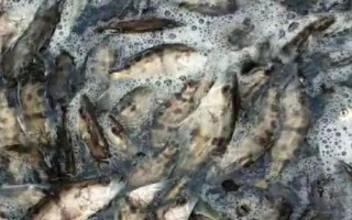 鱖魚(yú)苗的價(jià)格，地區(qū)會(huì)影響到實(shí)際售價(jià)