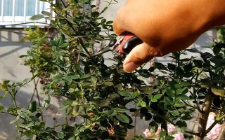 微型月季的養(yǎng)殖方法，宜選用直徑20公分左右的花盆