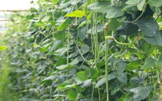 何時(shí)種植長豆角，以4-5月份為宜