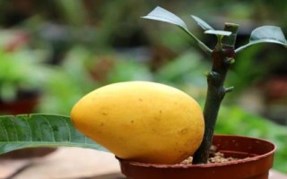 芒果栽種要點(diǎn)，開(kāi)花期要提供充足的水分