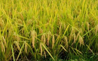山農(nóng)601水稻種子介紹，屬中早熟品種