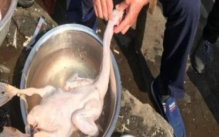 怎么正確的殺鴨子，鴨毛需燙透后才好拔毛